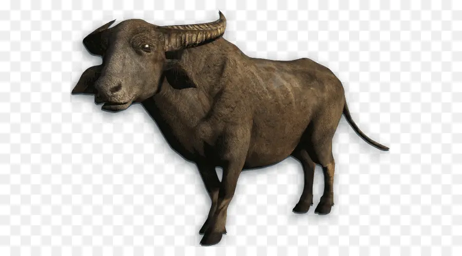 Buffalo，Búfalo De água PNG