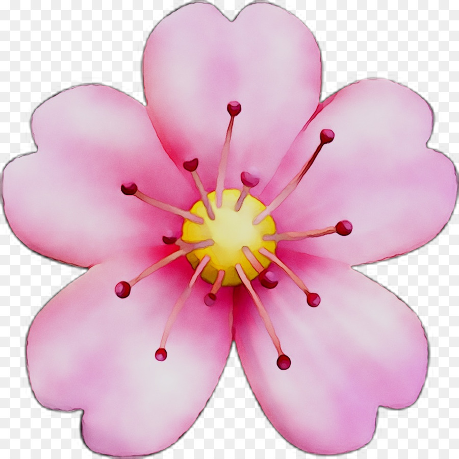 Flor De Cerejeira，Stau150 Minvuncnr Anúncio PNG