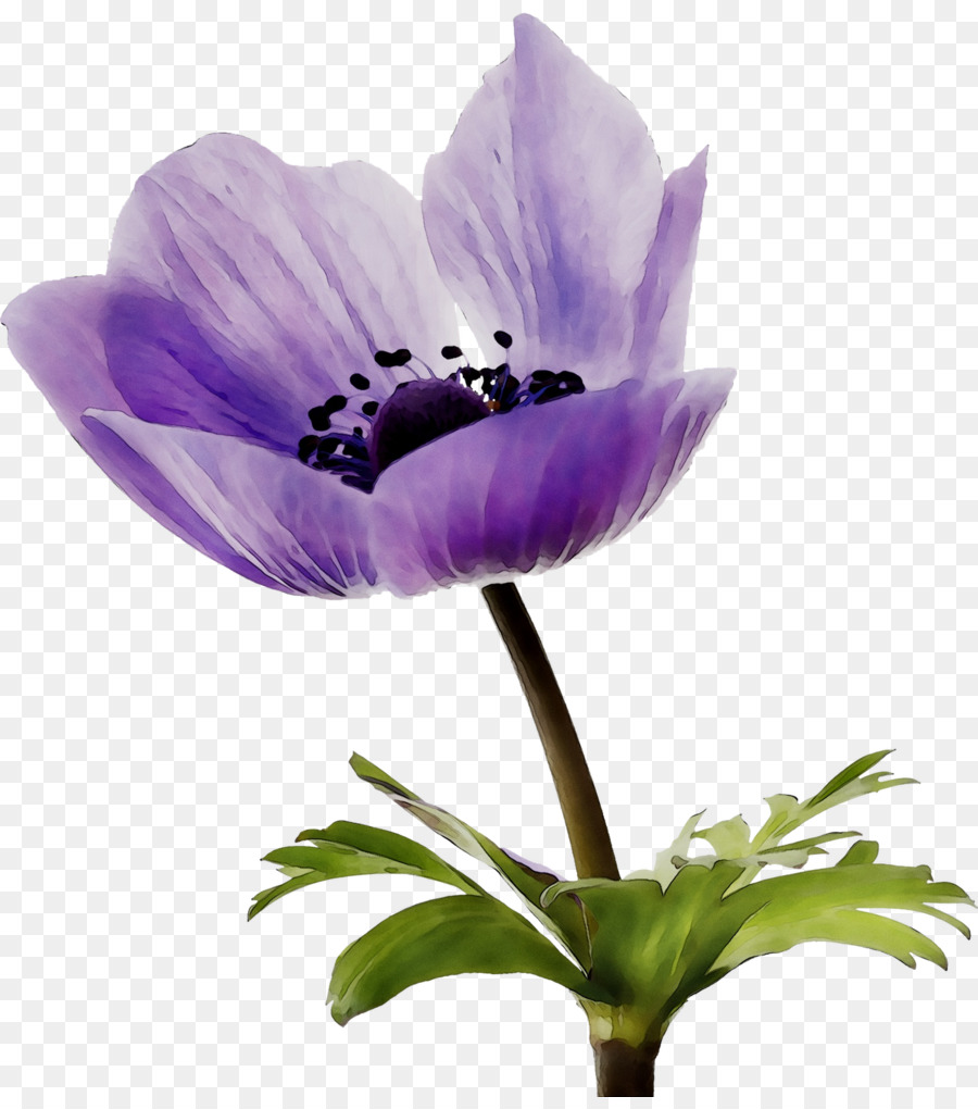 Flor，Roxo PNG