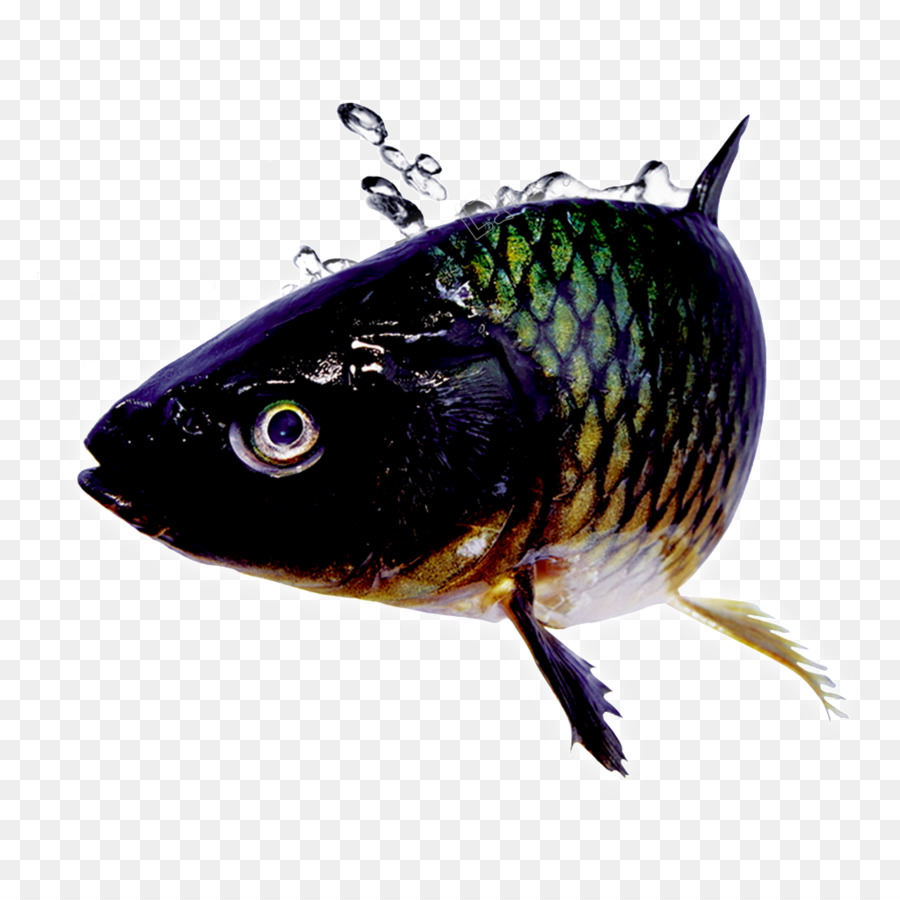 Koi，Vertebrados PNG