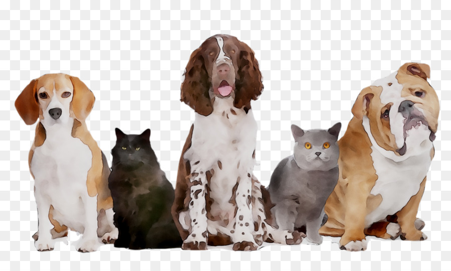 Animais De Estimação，Cães PNG