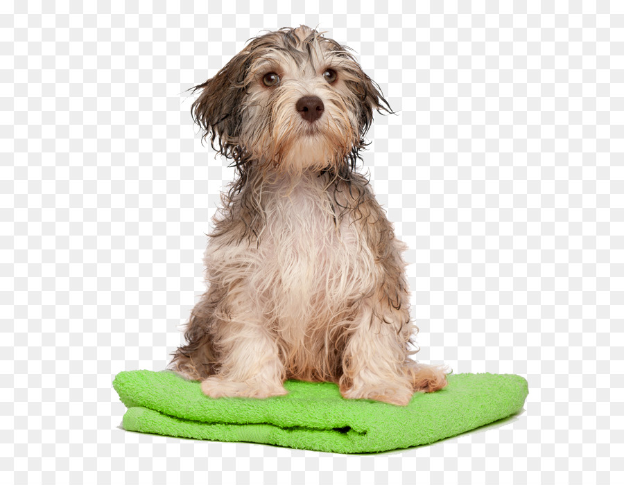 Havanese Cão，Dog Grooming PNG