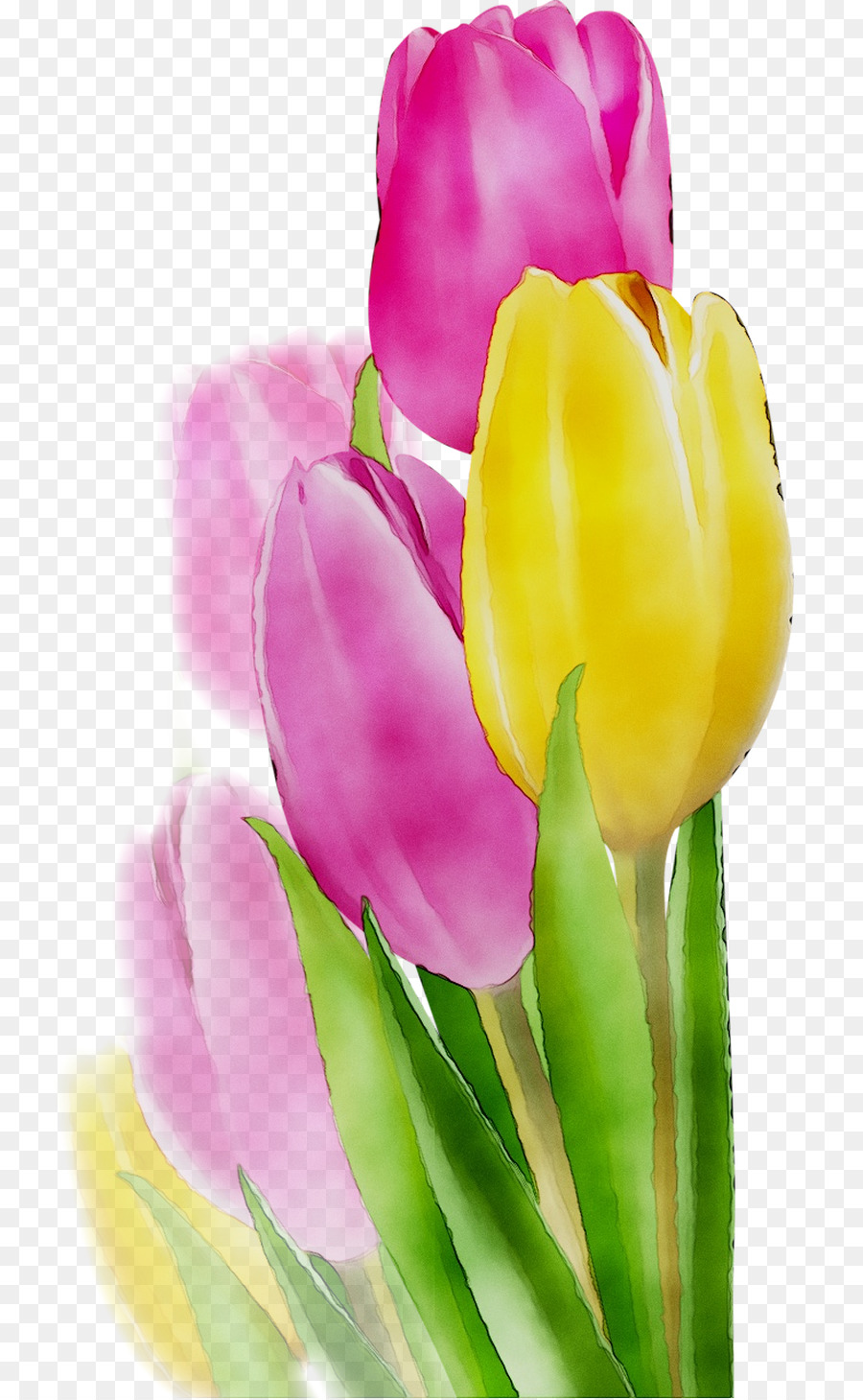 Tulip，Flores De Corte PNG