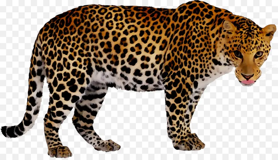 Leopard，Livro PNG