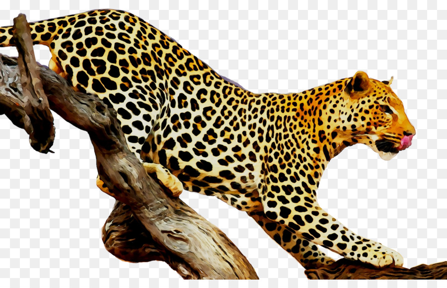 Leopard，Tigre PNG