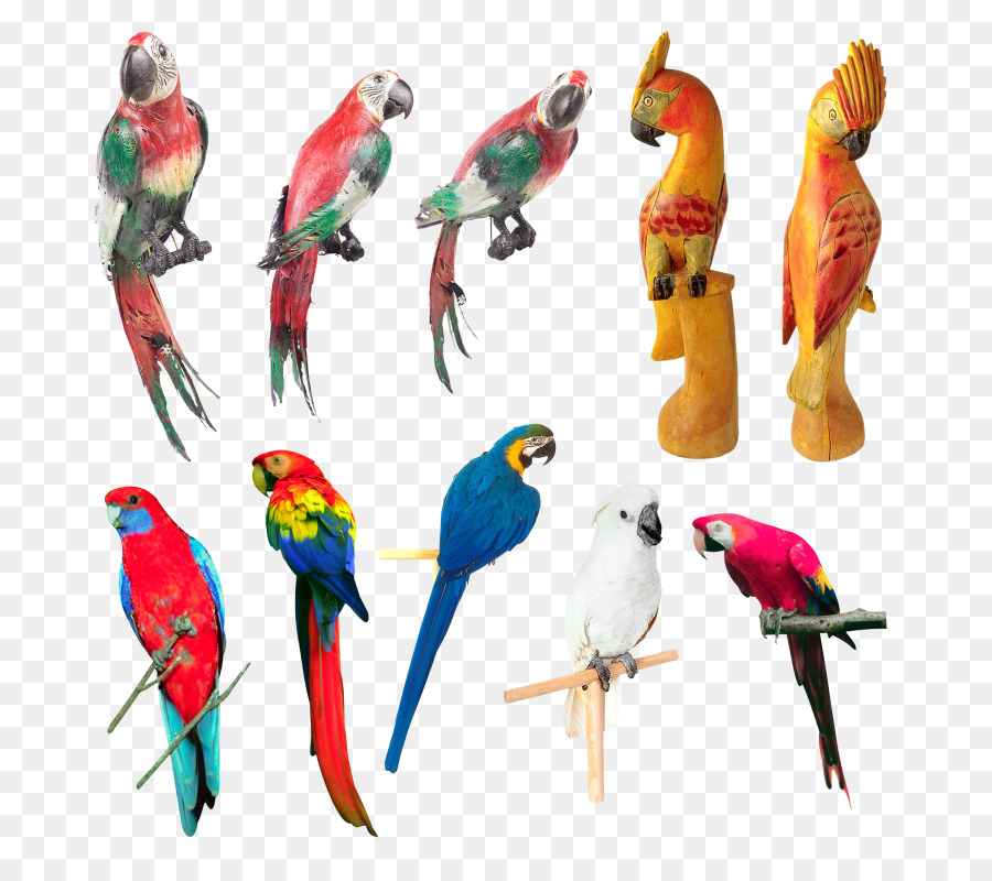 Periquito，Aves PNG