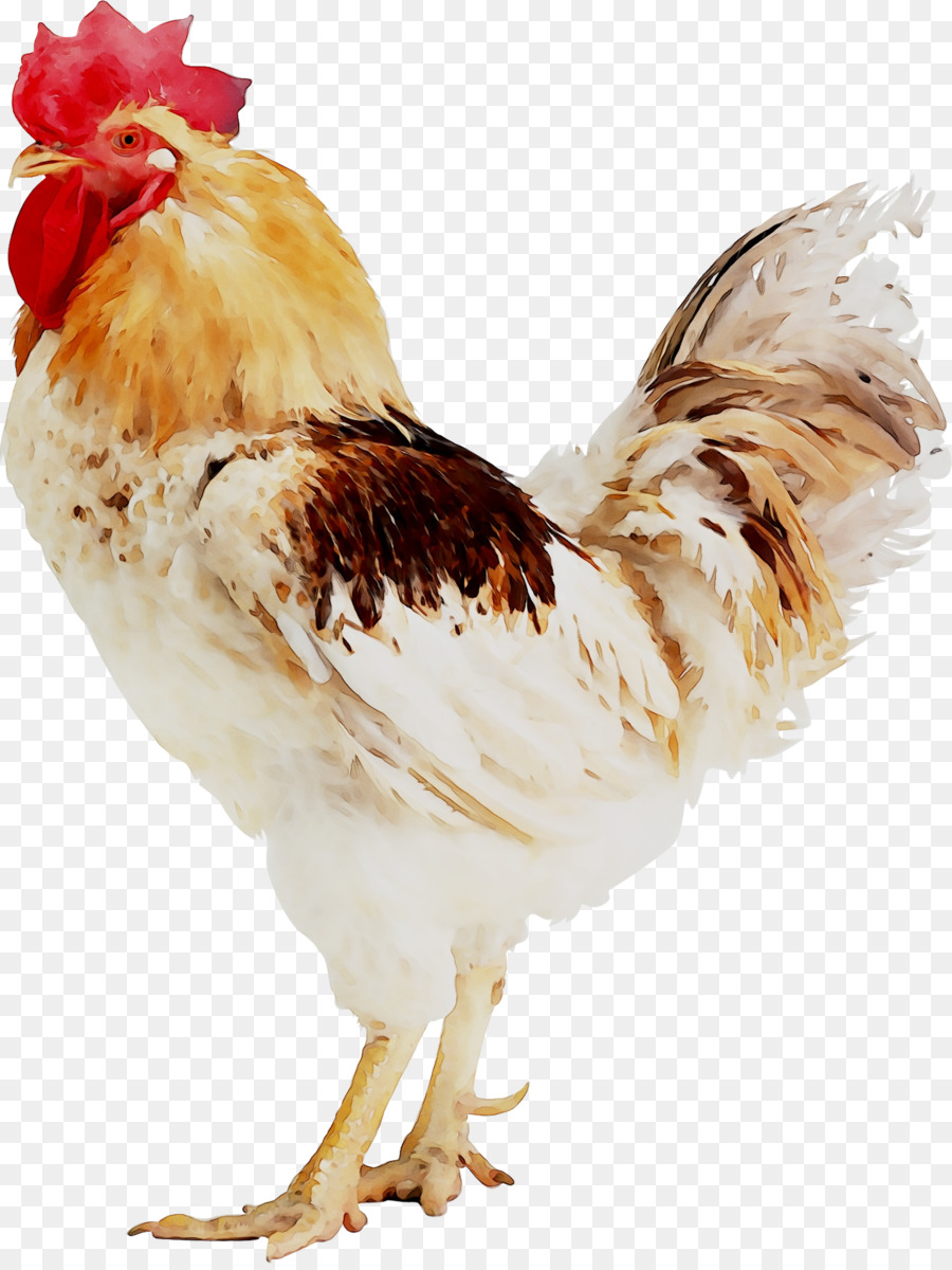 Frango，Galinha PNG