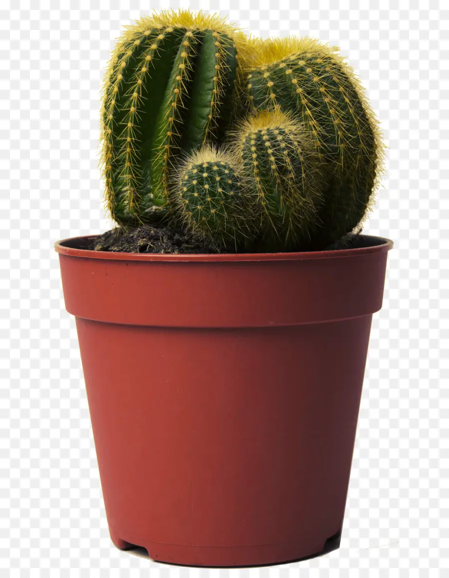 Cactus，Feliz Cacto Escolha Amor é Deixá Lo Prosperar PNG