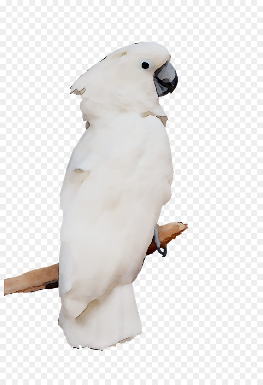 Sulphurcrested Cacatua，Cacatua PNG