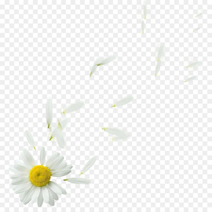 Oxeye Daisy，Papel De Parede Da área De Trabalho PNG