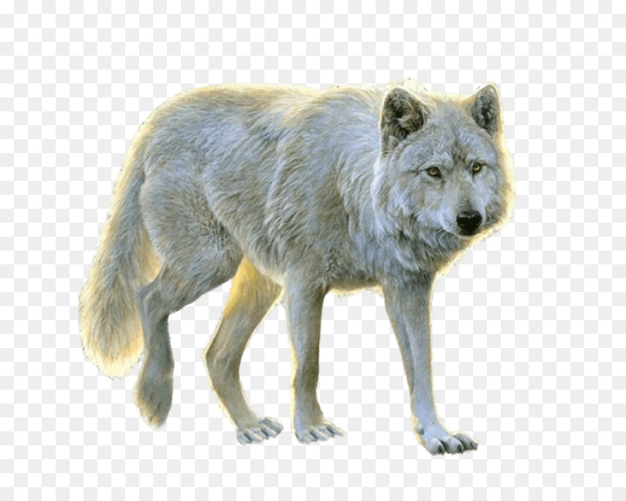 Cachorro，Arctic Wolf PNG