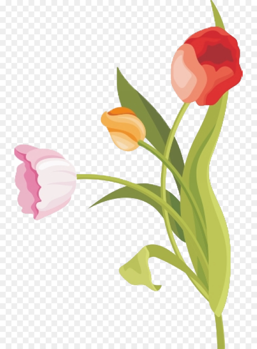 Tulip，Flor PNG