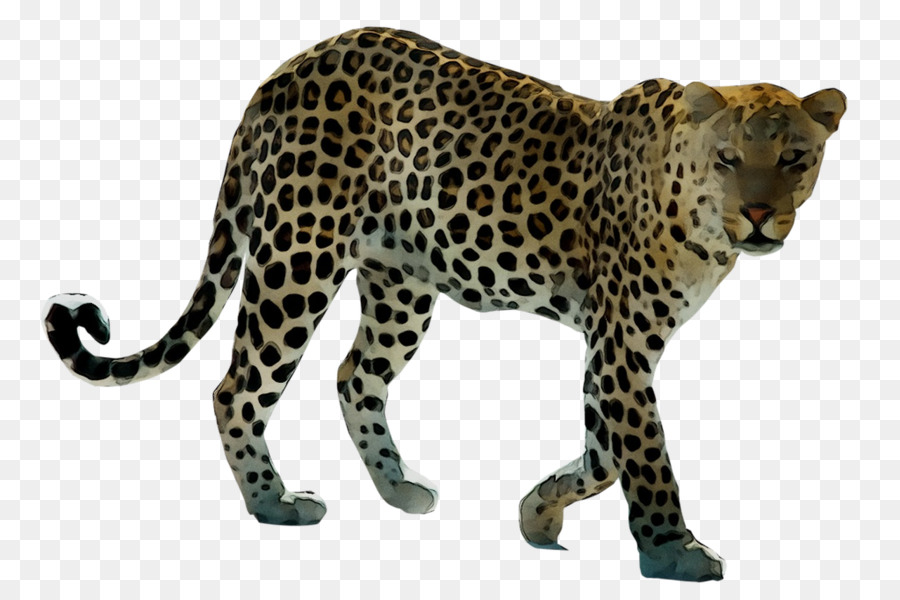 Leopardo，Identificado PNG