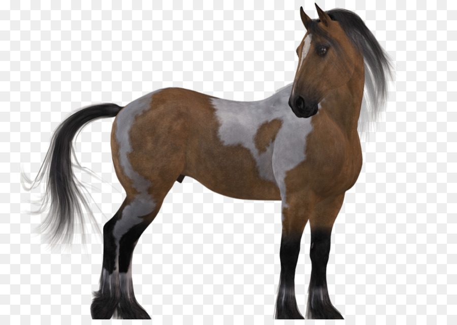 Mustang，Cavalo PNG