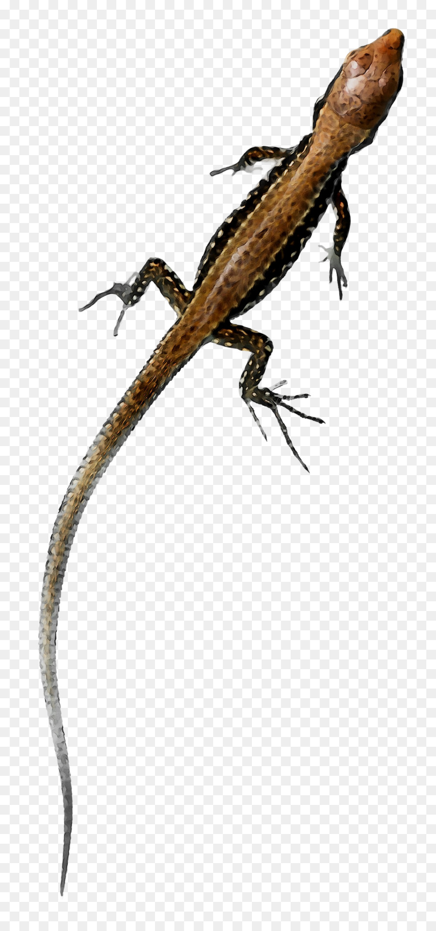 Agamas，Anoles PNG