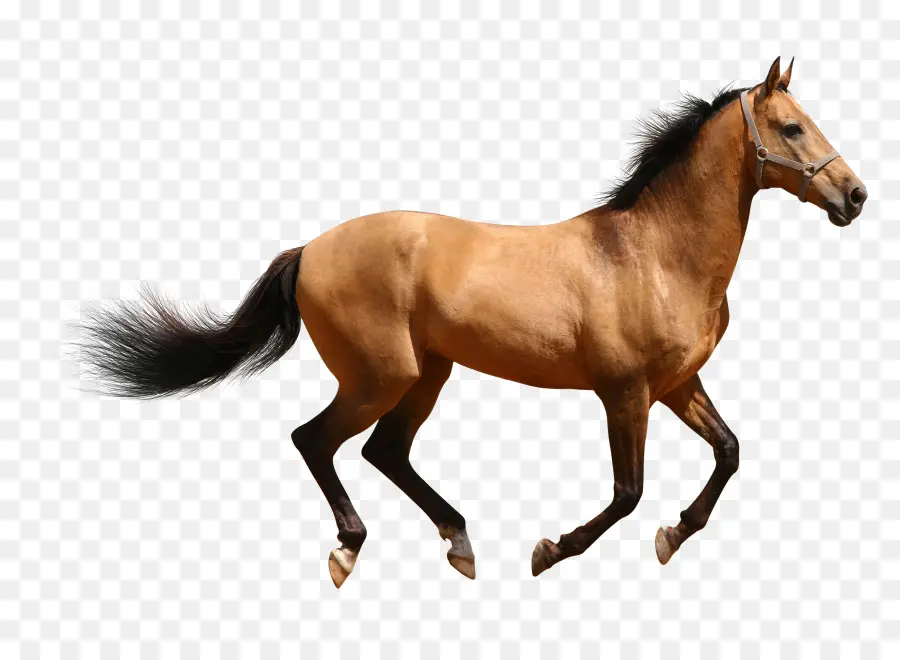 Cavalo árabe，A American Paint Horse PNG