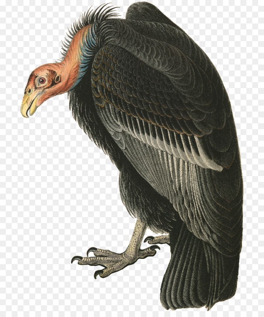 Urubu，Aves Da América PNG