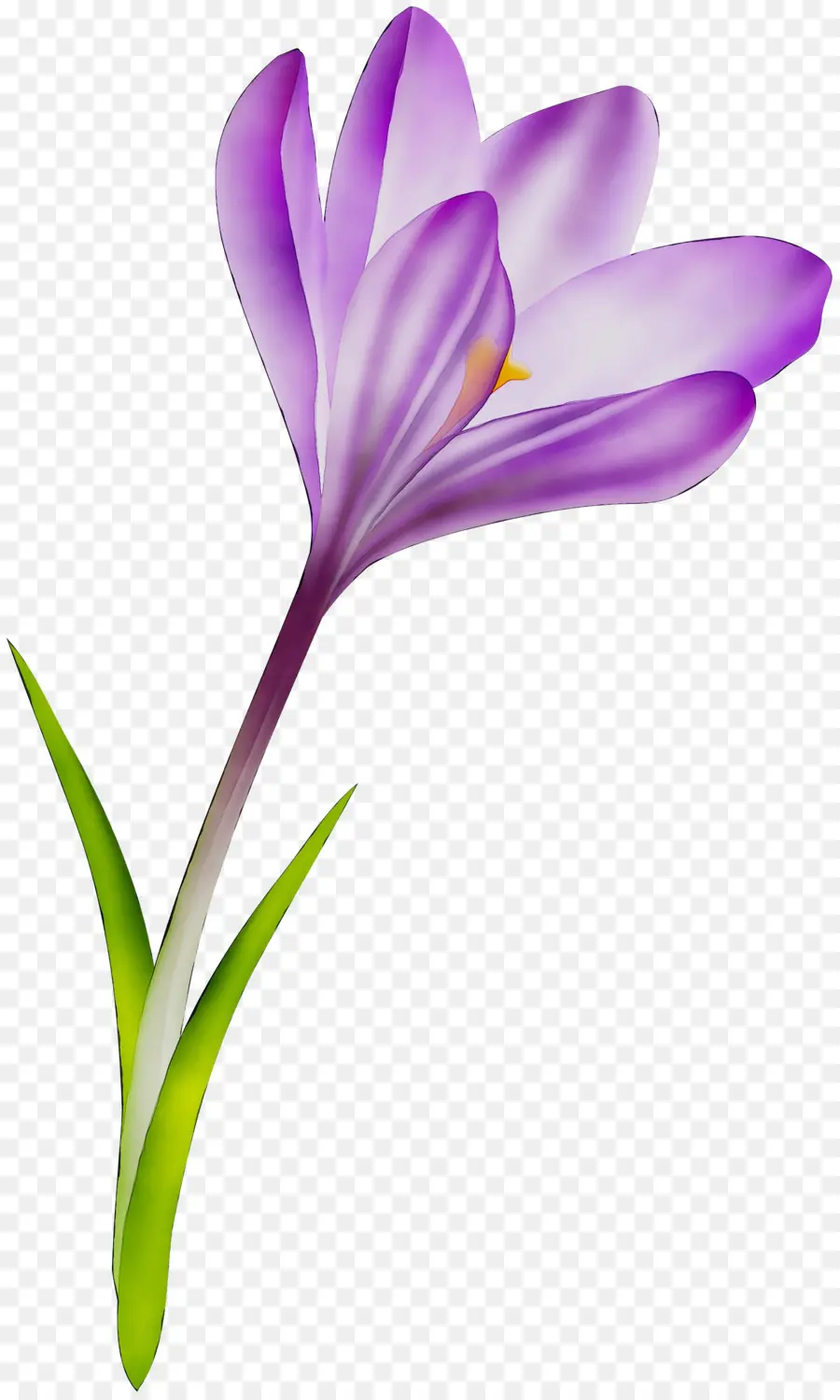 Flores Roxas，Roxo PNG