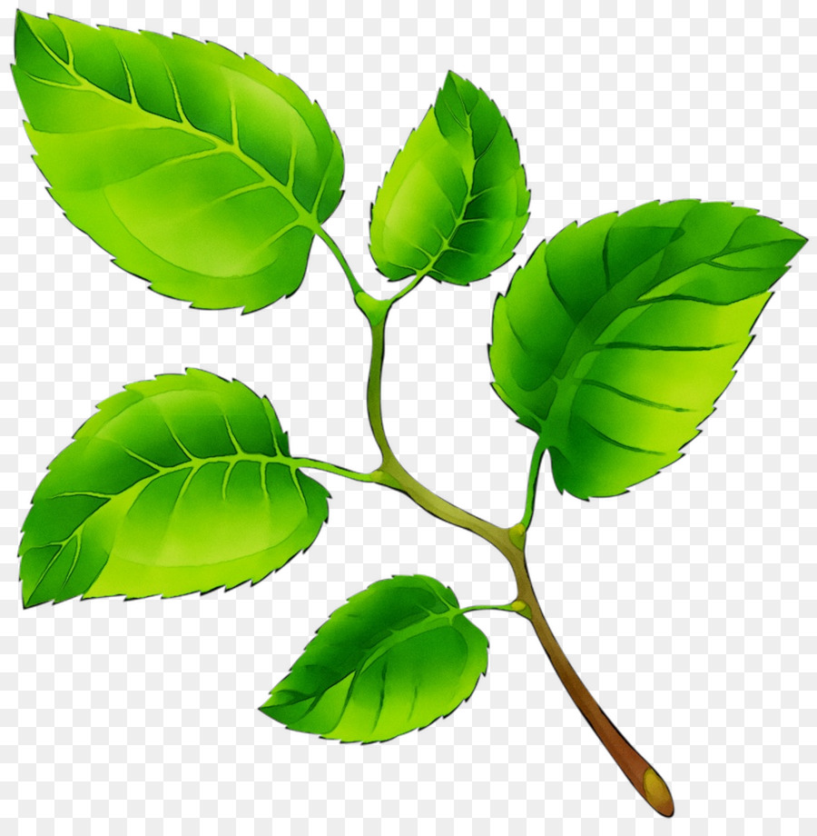 Folhas Verdes，Filial PNG