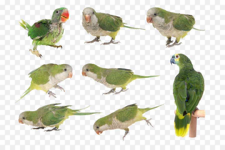 Periquito，Lovebird PNG