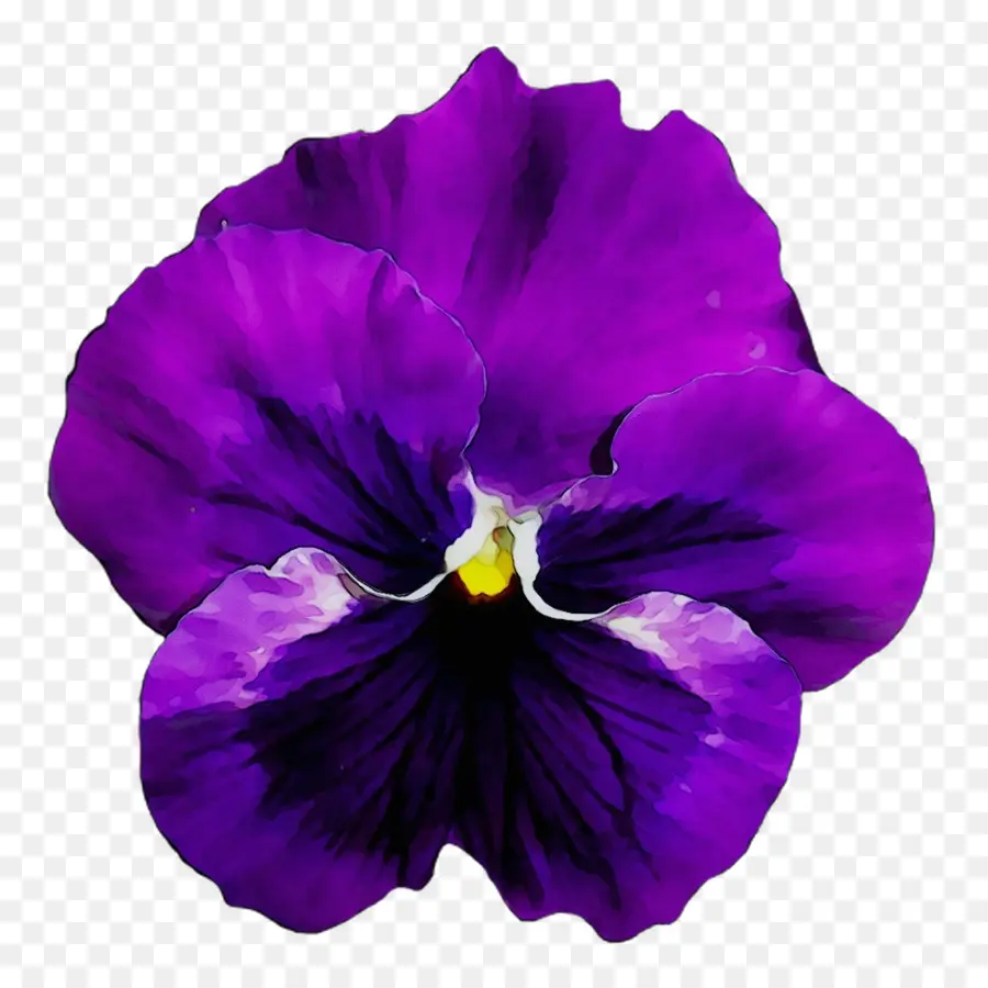 Pansy，Flor PNG