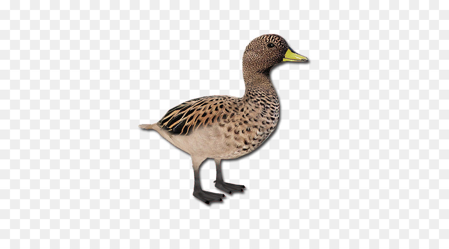 Pato，Pássaro PNG