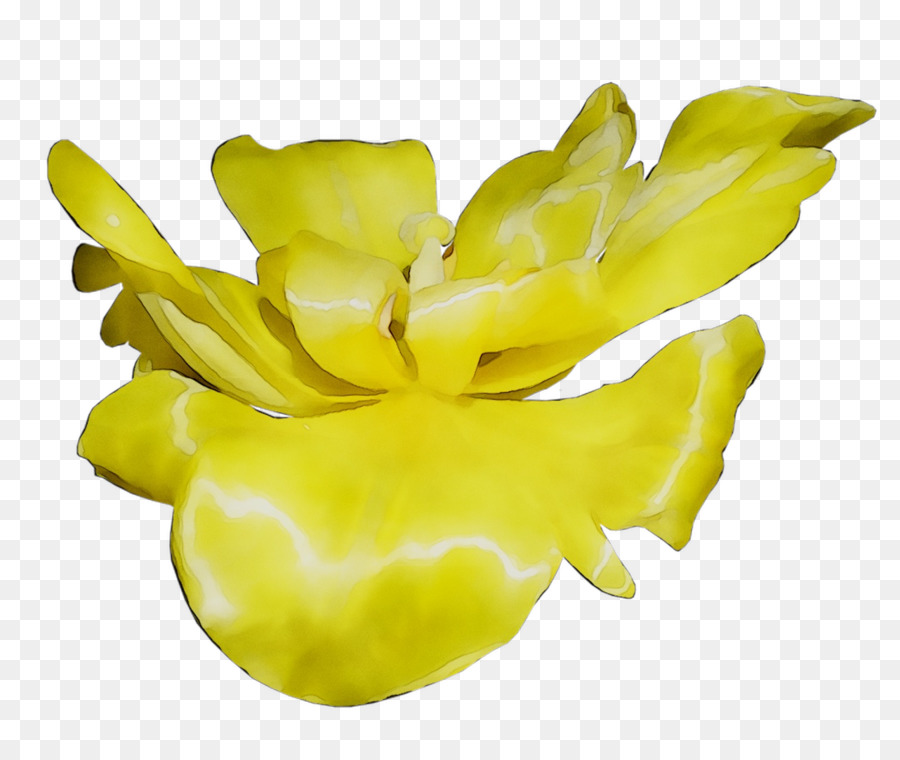 Amarelo，Frutas PNG