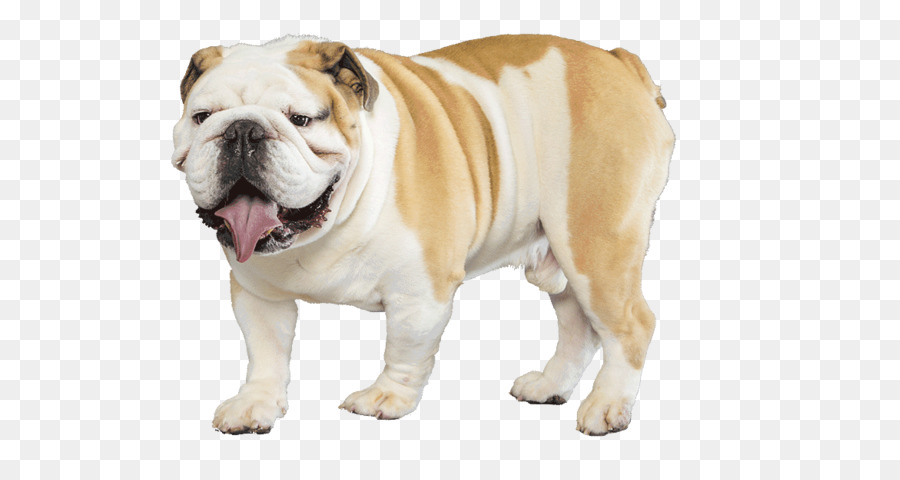 Bulldog，Antigo Bulldog Inglês PNG