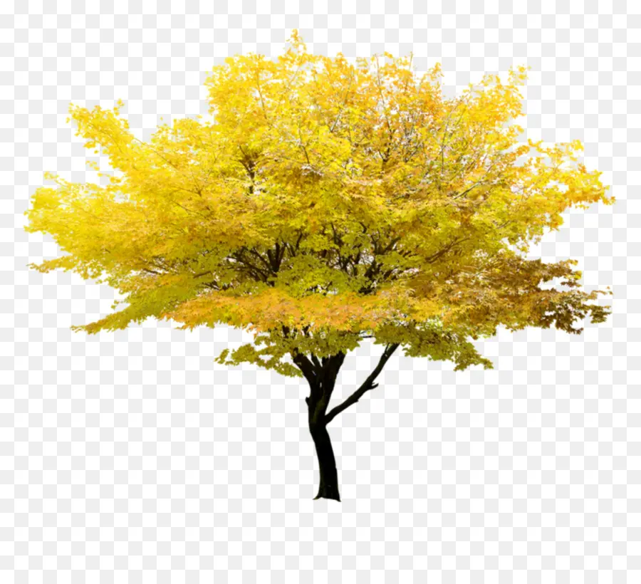 árvore，Japonês Maple PNG