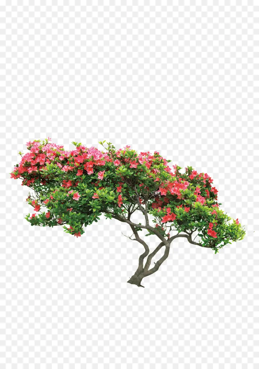 Árvore Com Flores，Plantar PNG