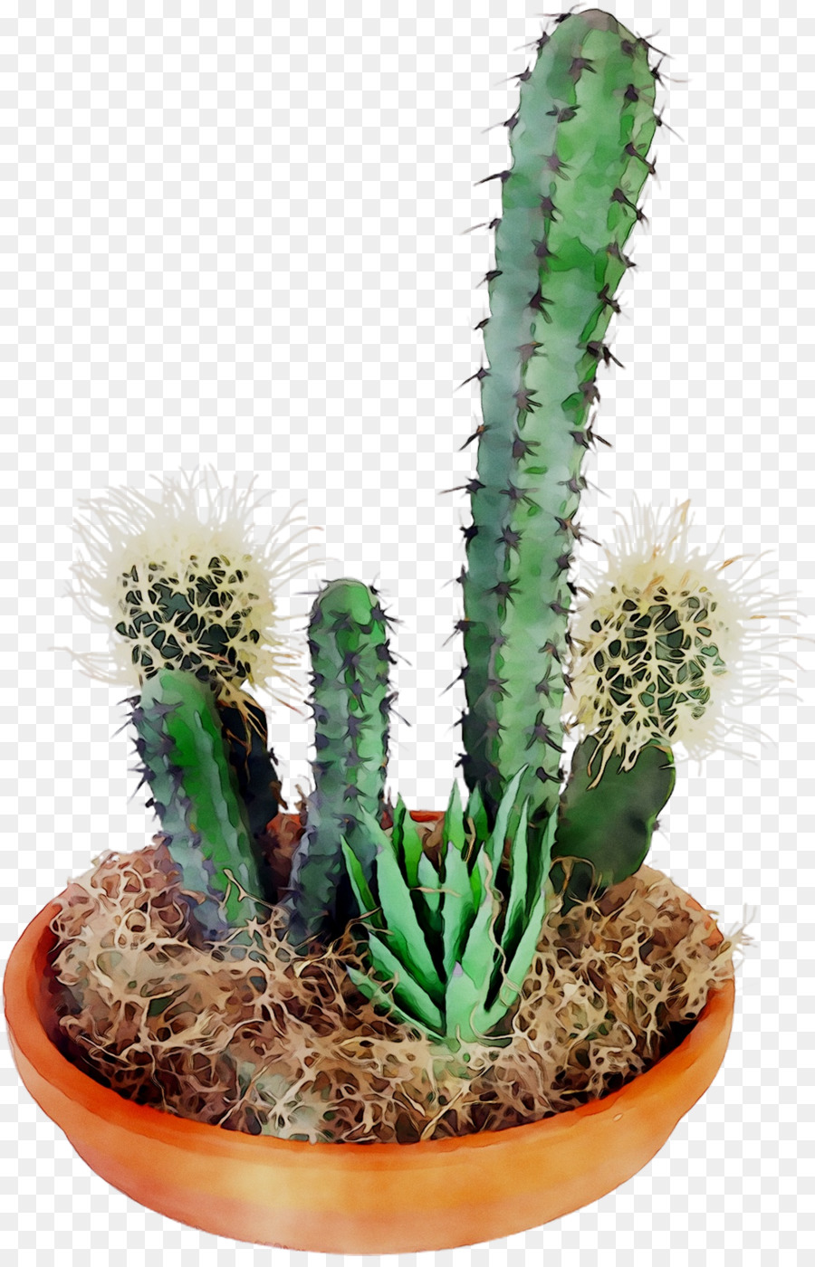 San Pedro De Cacto，Triângulo De Cactus PNG