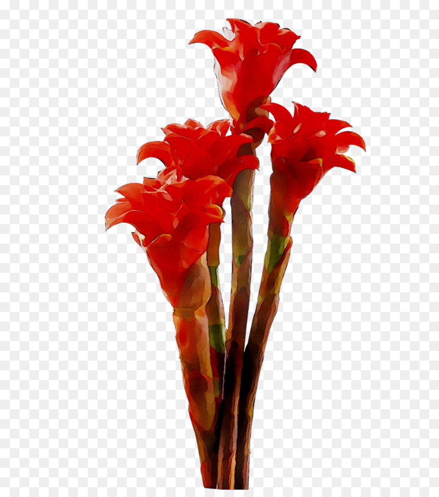 Canna，Flores De Corte PNG