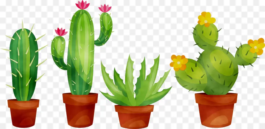 Cactus，Suculenta Planta PNG