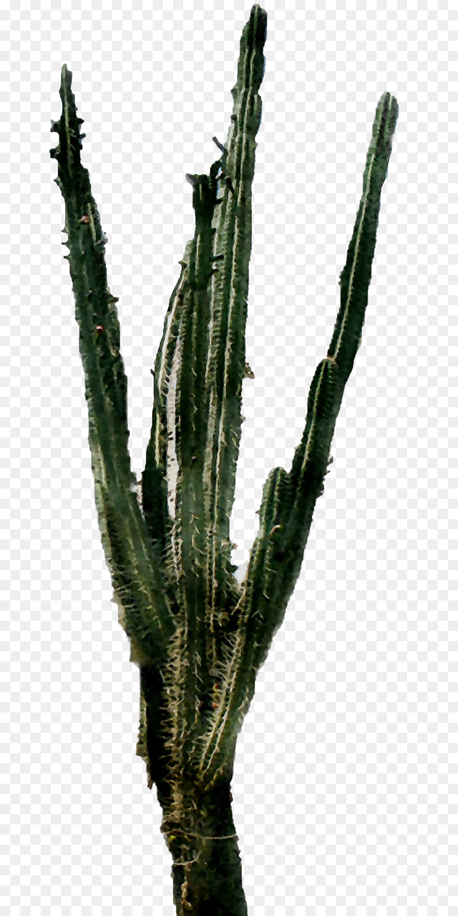 Triângulo De Cactus，Echinocereus PNG