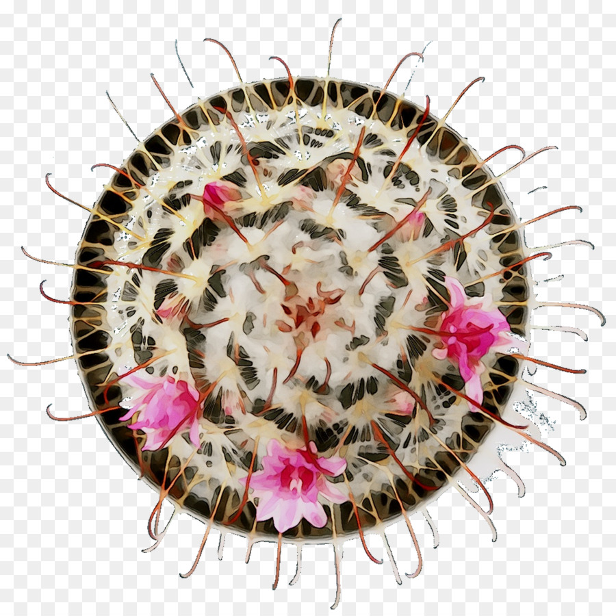 Cacto Com Flores，Cacto PNG