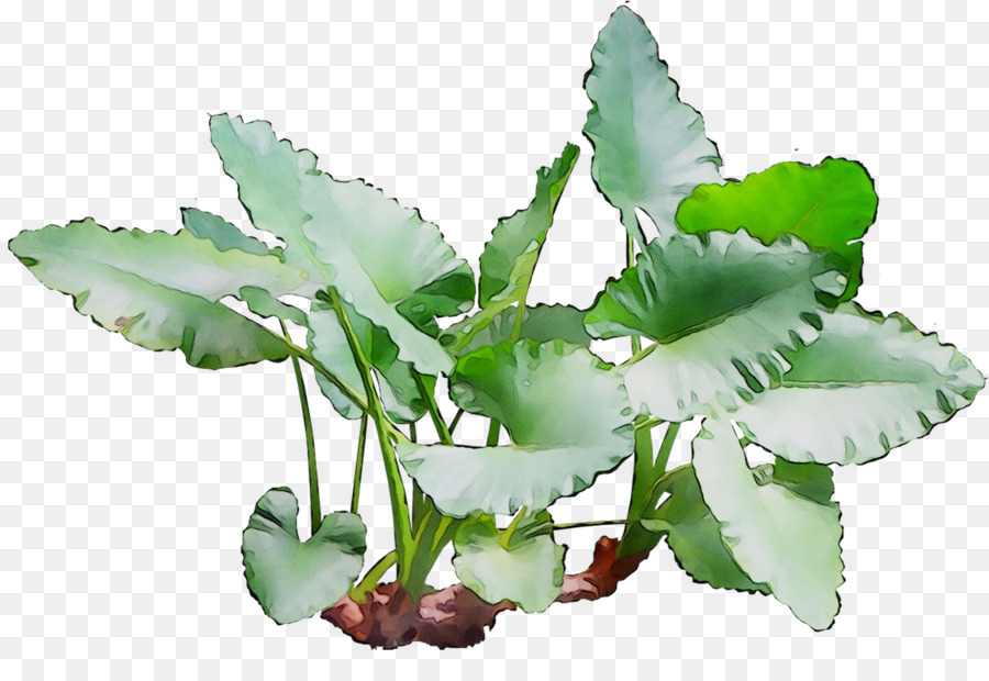 Planta Verde，Folhas PNG