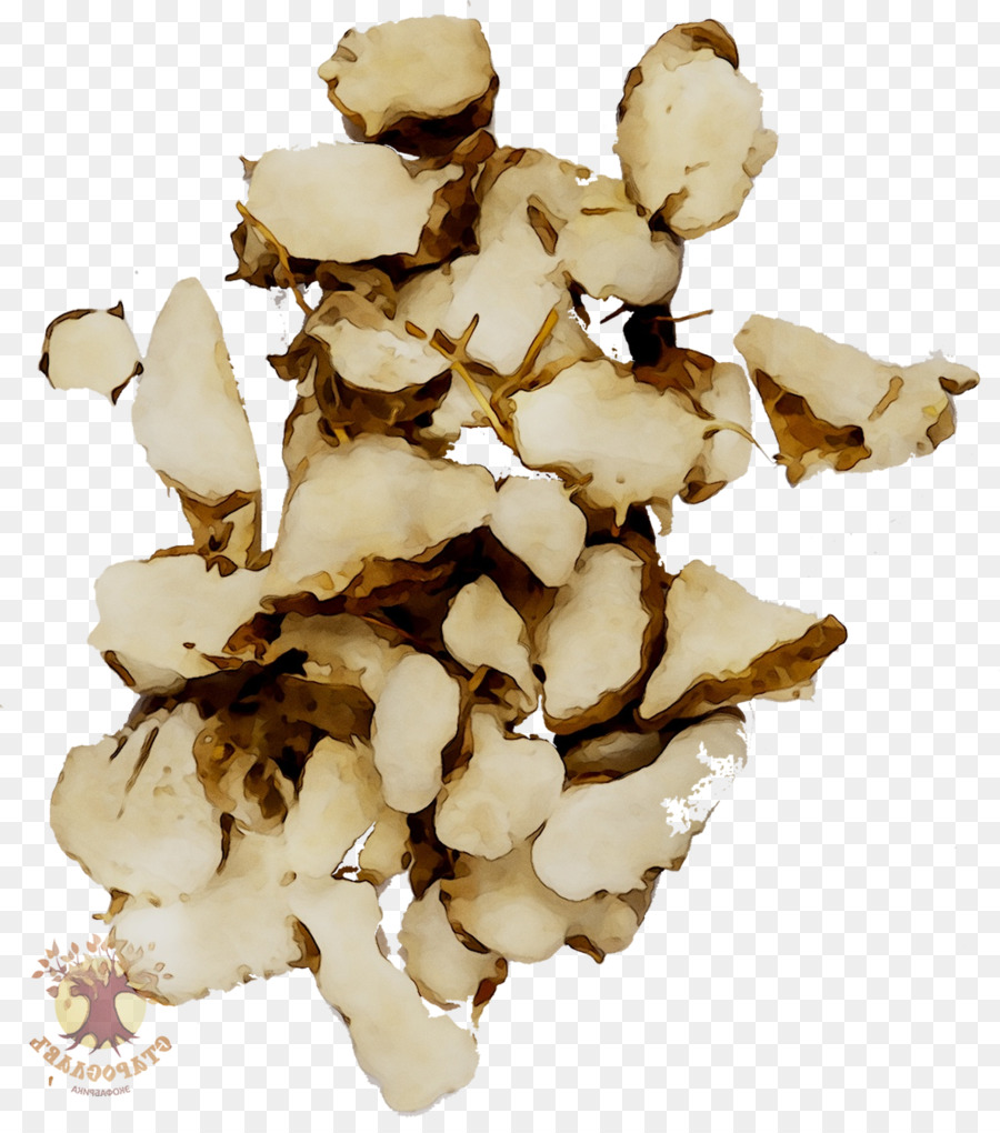 Fomitopsidaceae，Cogumelo Comestível PNG