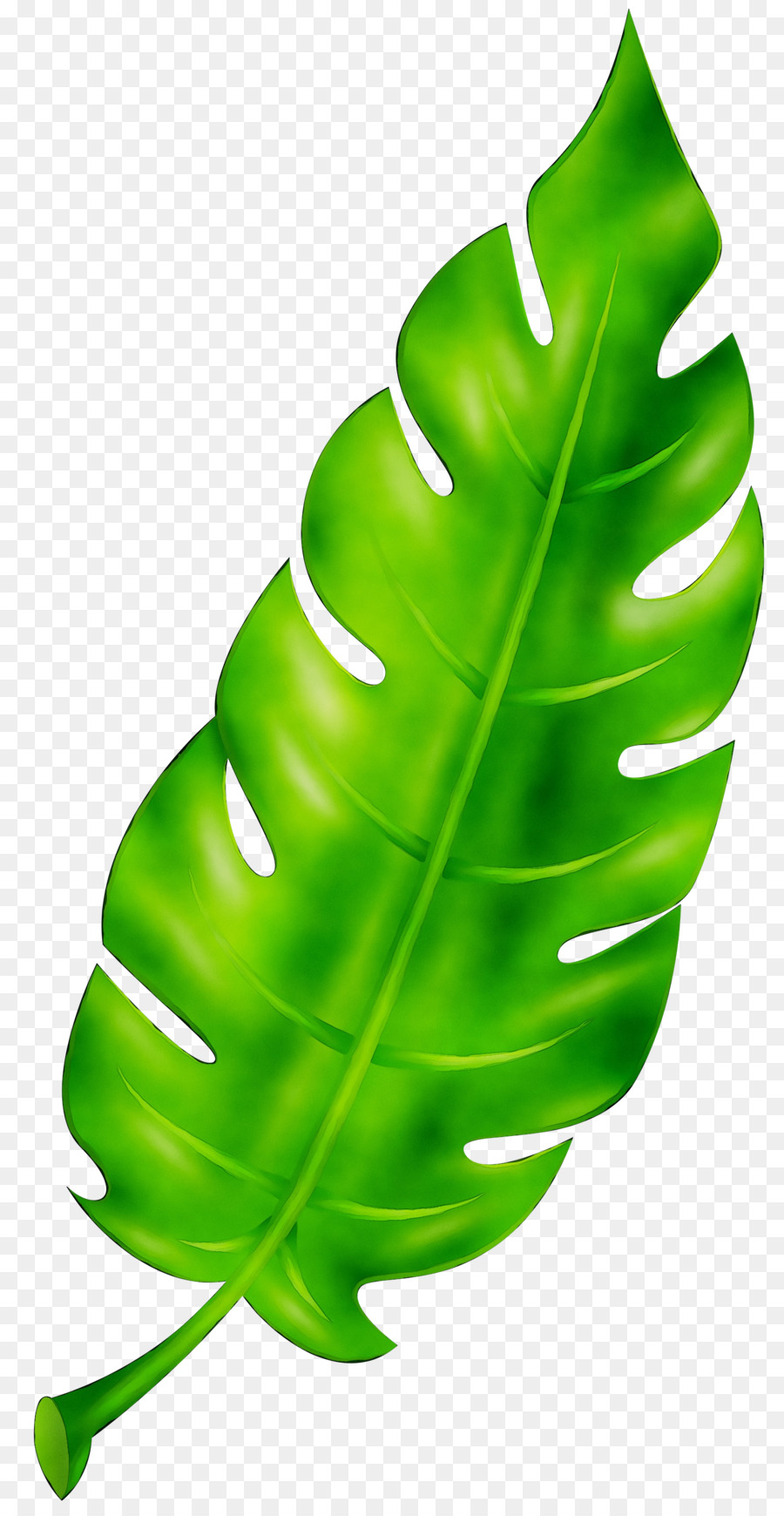 Folha Verde，Plantar PNG