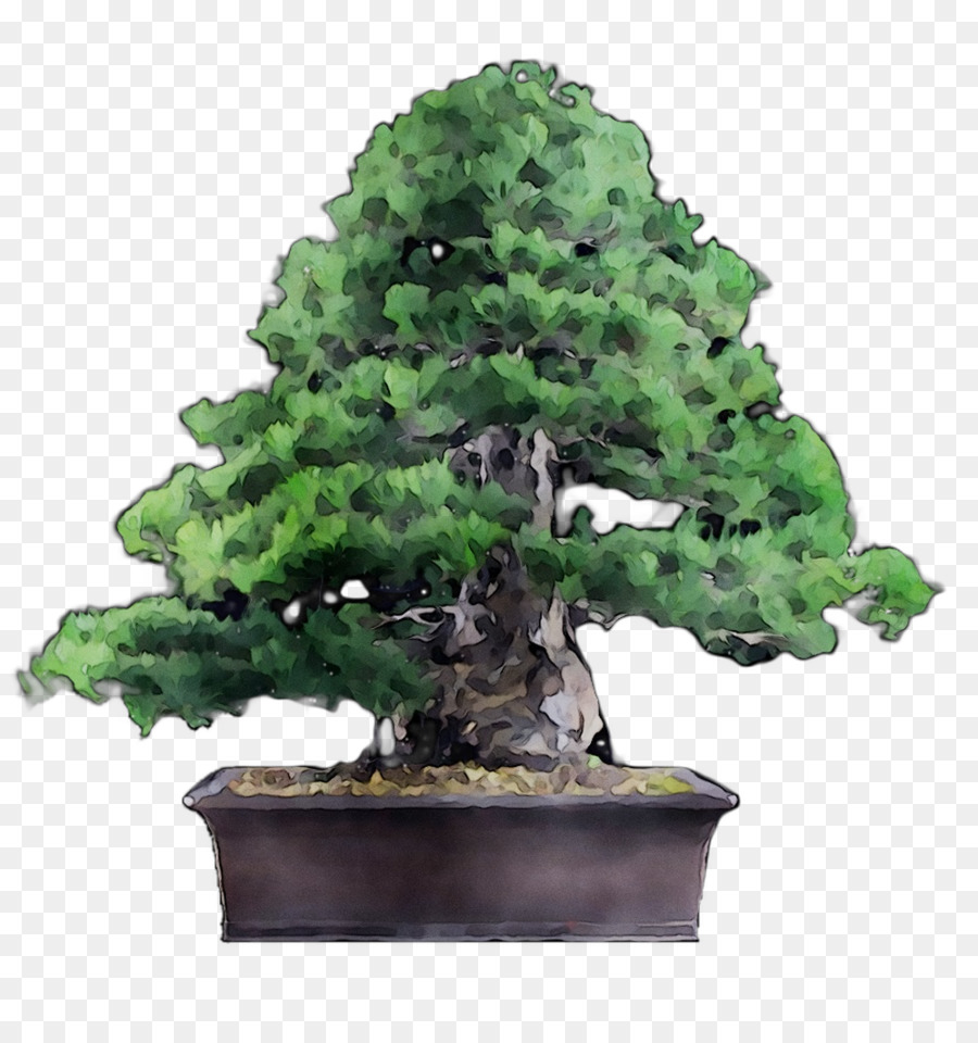 Chinês Doce De Ameixa，árvore PNG