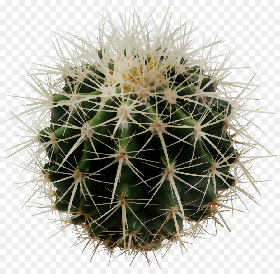 Cactus，Papel De Parede Da área De Trabalho PNG