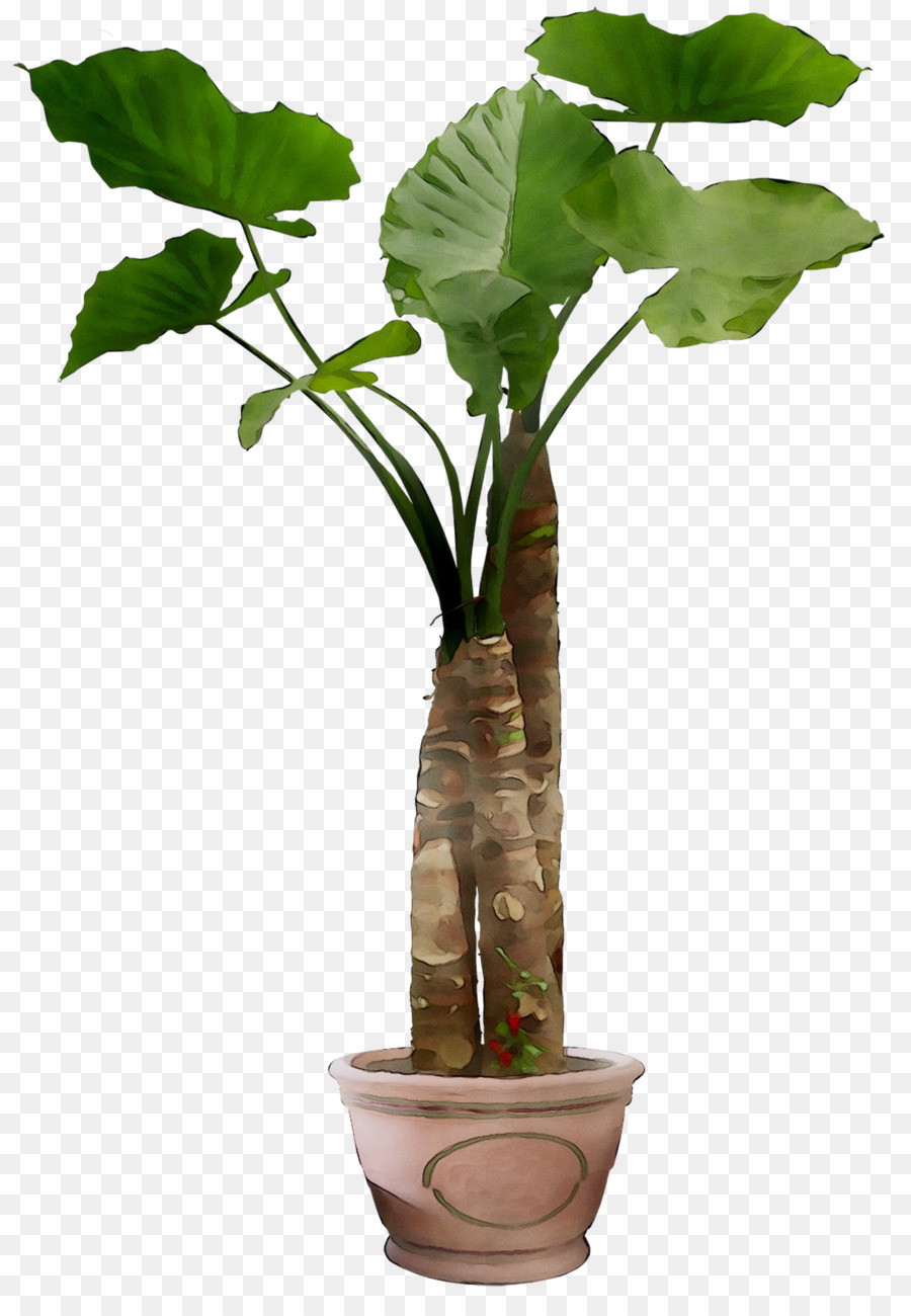 Planta Em Vaso，Interior PNG