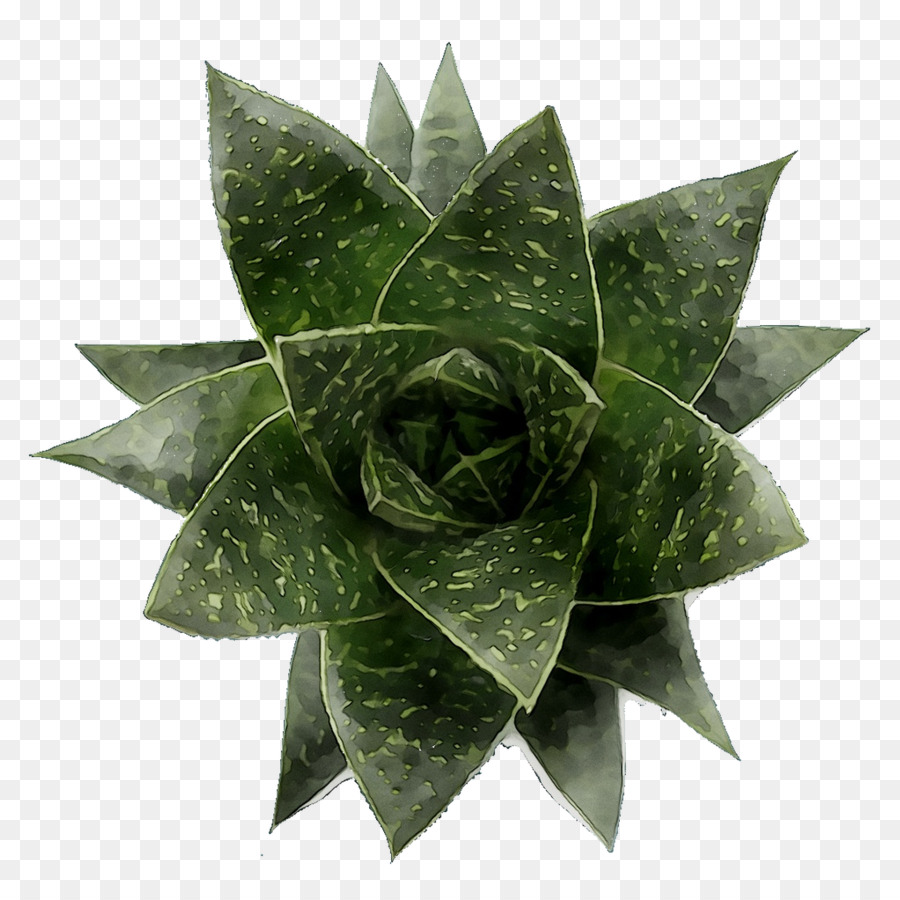 Planta De Aloe Vera，Suculenta PNG