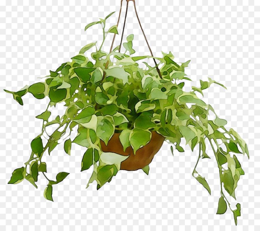 Flowerpot，Planta De Casa PNG