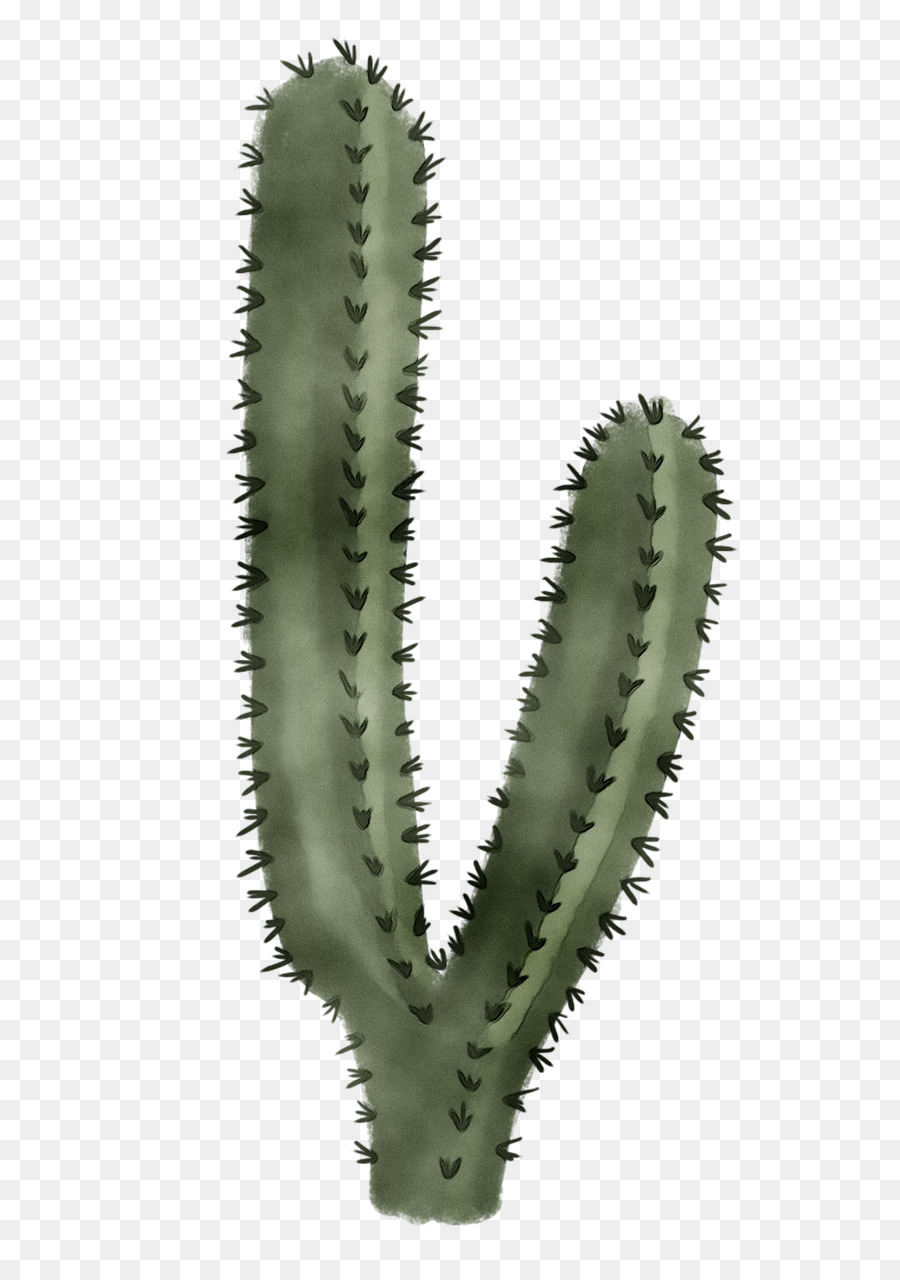 Morango Hedgehog Cactus，Espinhos Espinhos E Espinhos PNG