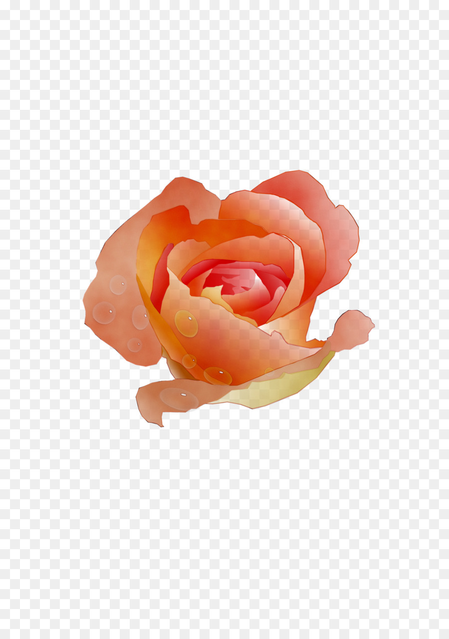 Rosa Vermelha，Rosa PNG