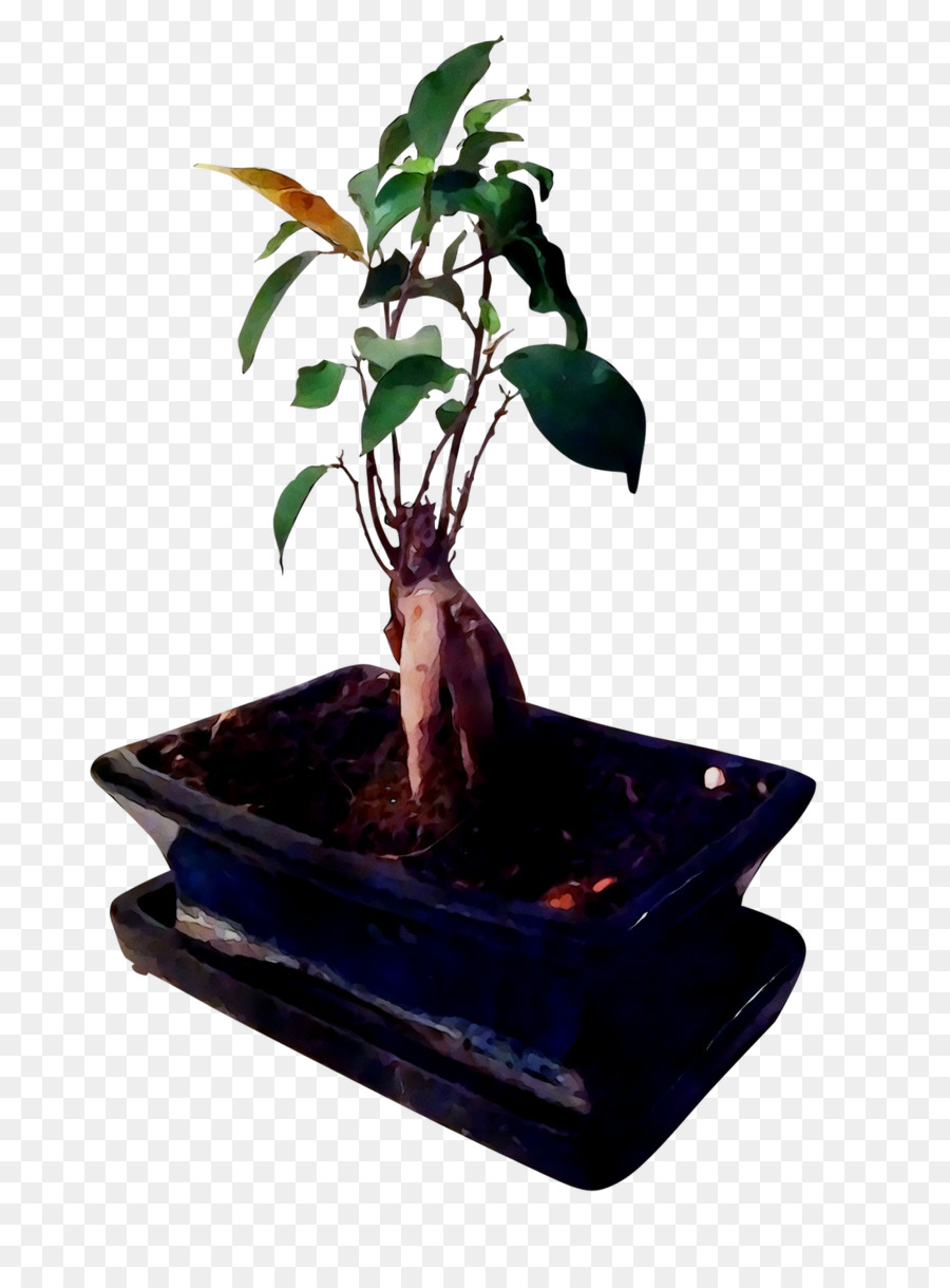 Chinês Doce De Ameixa，Ficus Microcarpa PNG