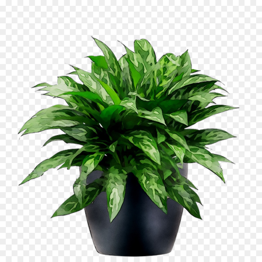 Planta Em Vaso，Verde PNG