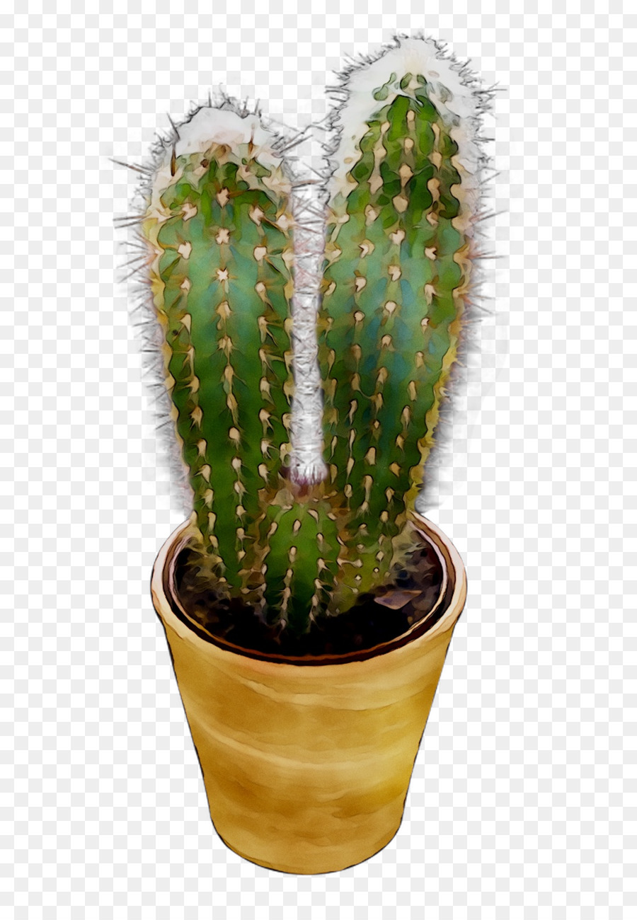 Cacto，Suculenta PNG