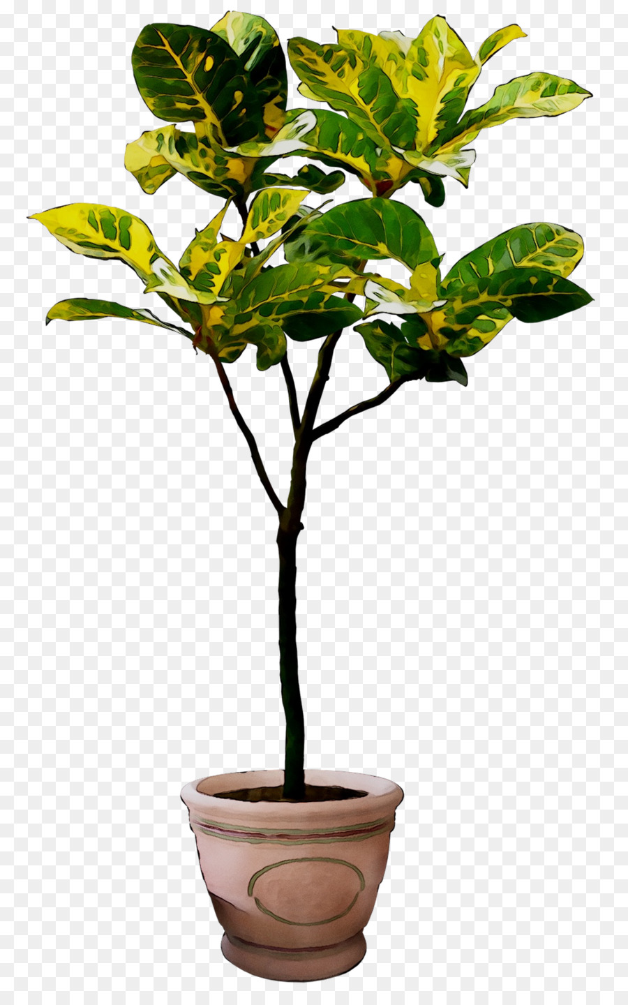 Plantar，Vaso PNG