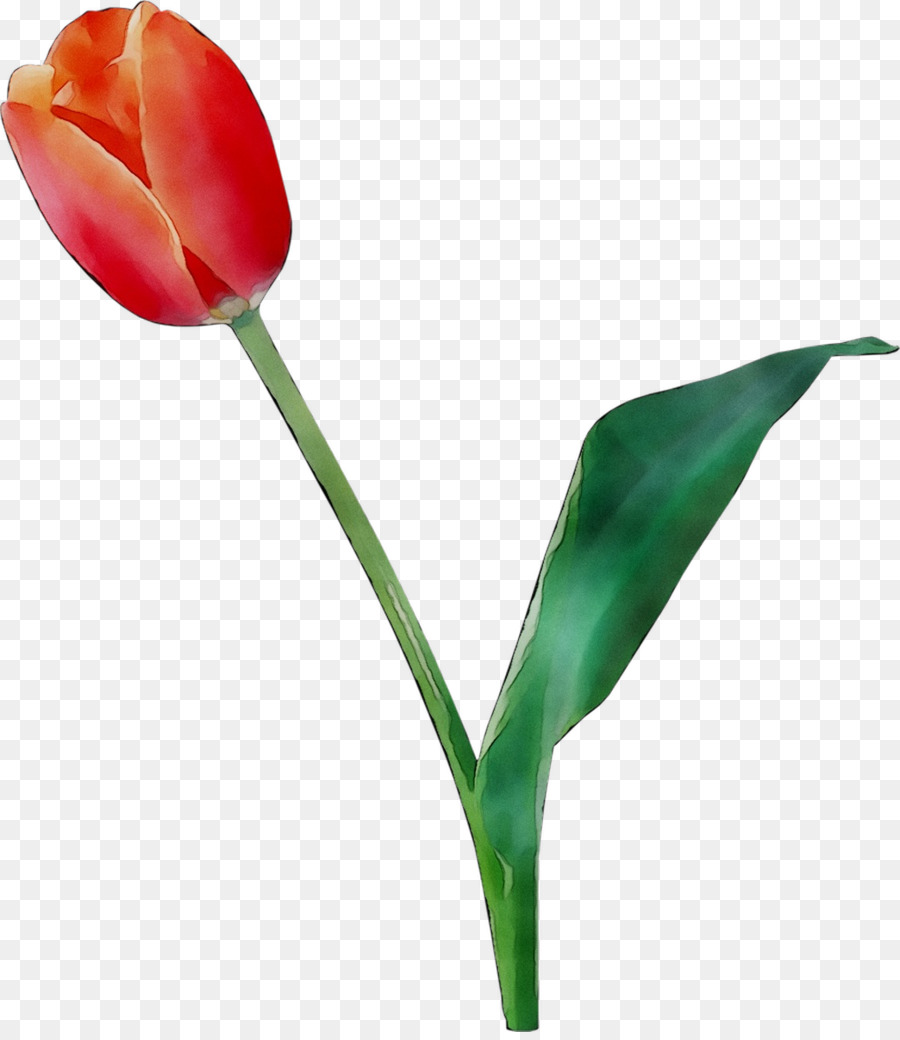 Tulipa，Plantar PNG